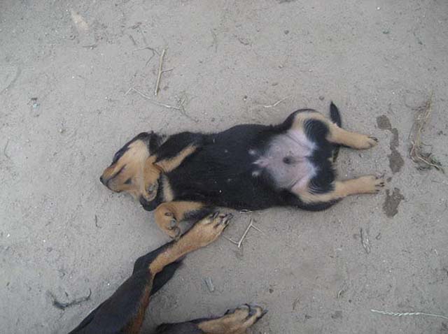 qqww